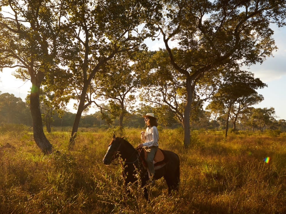A traveler riding a horse through golden fields. This region of South Pantanal offers an authentic ranch experience for your pantanal trip. A traveler riding a horse through golden fields. This region of South Pantanal offers an authentic ranch experience for your pantanal trip.