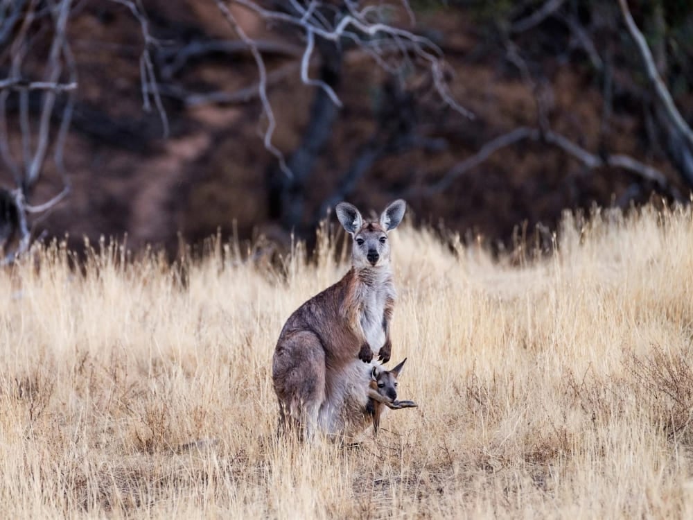 Arkaba (Flinders Rangers, South Australia) Arkaba (Flinders Rangers, South Australia)