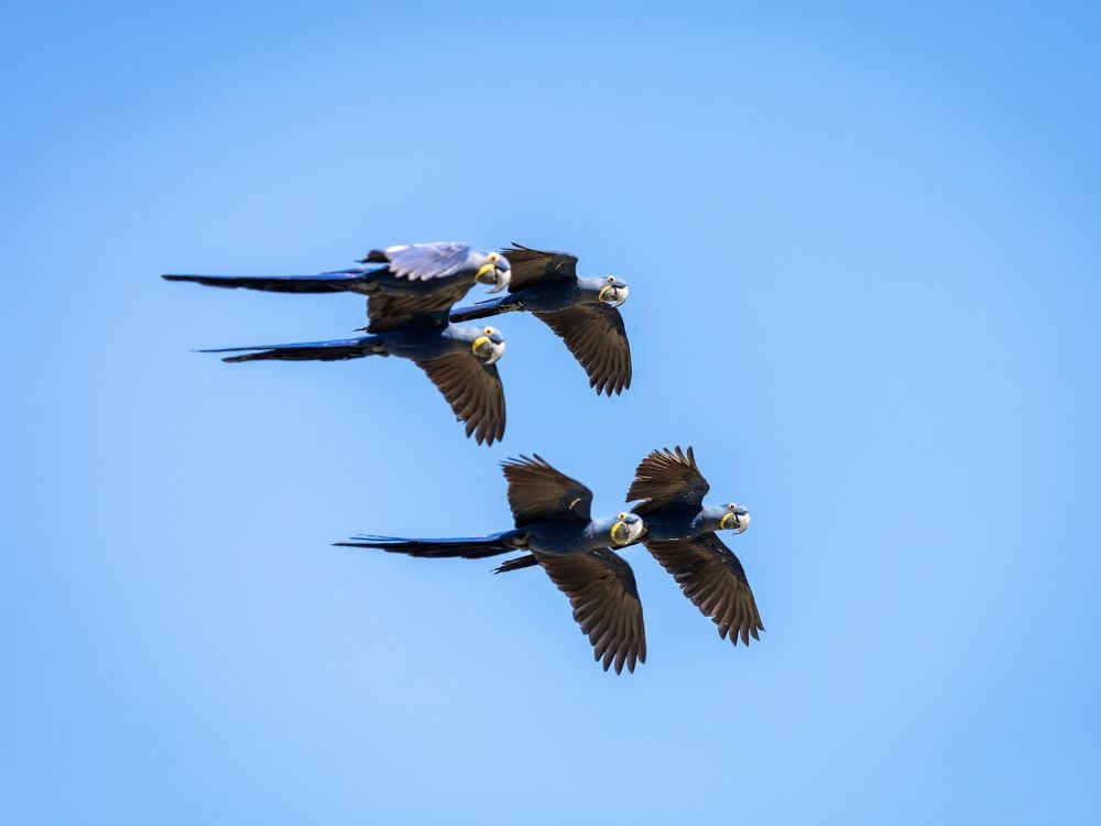 Three Hyacinth Macaws flying in formation against a clear blue sky, a common sight during a Pantanal safari trip. Three Hyacinth Macaws flying in formation against a clear blue sky, a common sight during a Pantanal safari trip.