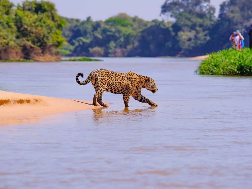 Pantanal Pantanal