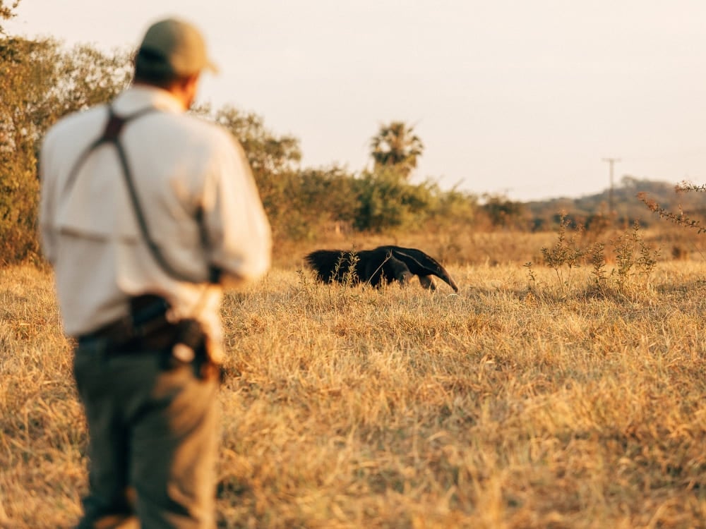 Tour guide observing a giant anteater on the plains during the dry season in the Pantanal. Tour guide observing a giant anteater on the plains during the dry season in the Pantanal.
