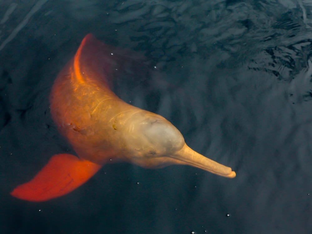 . A pink river dolphin surfaces to breathe, showing its distinct color against the dark, black waters of the Rio Negro.