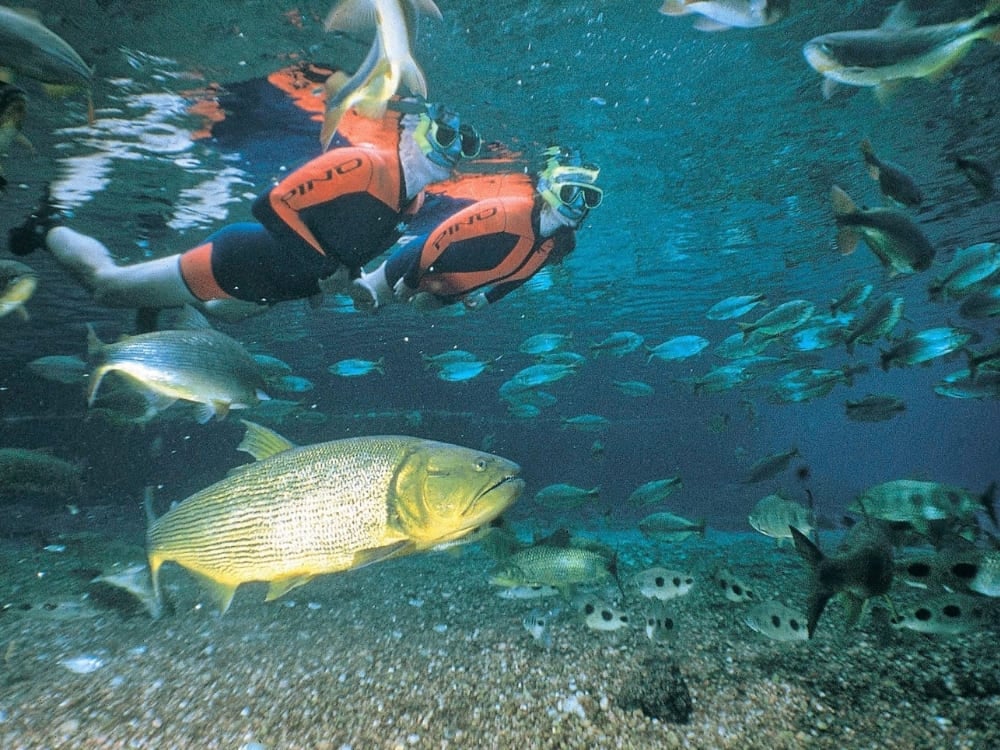 . Tourists snorkeling in a clear river with Dorado fish, a unique underwater Pantanal experience.
