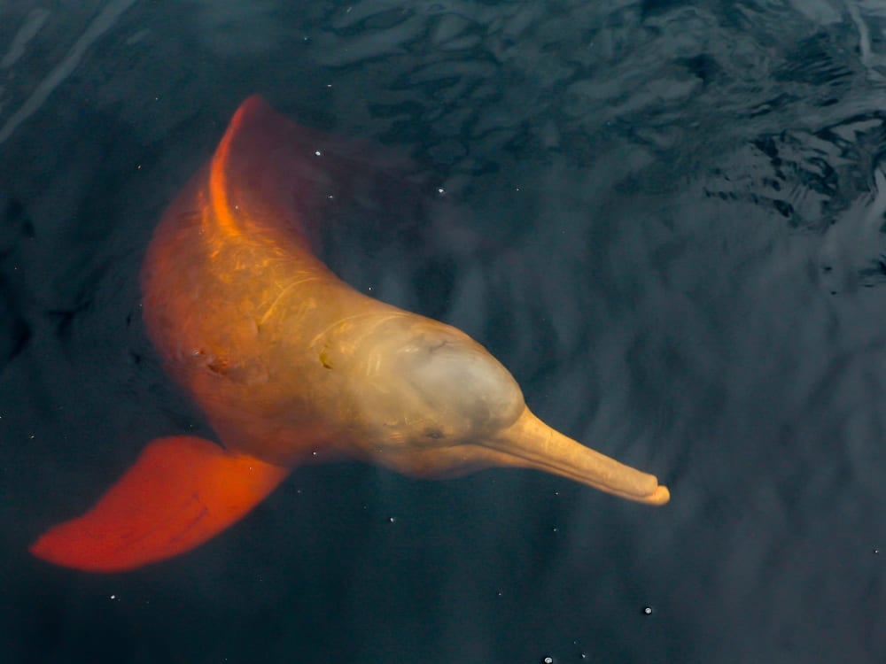 An Amazon river dolphin with distinctive pink skin swims just below the dark water surface. An Amazon river dolphin with distinctive pink skin swims just below the dark water surface.