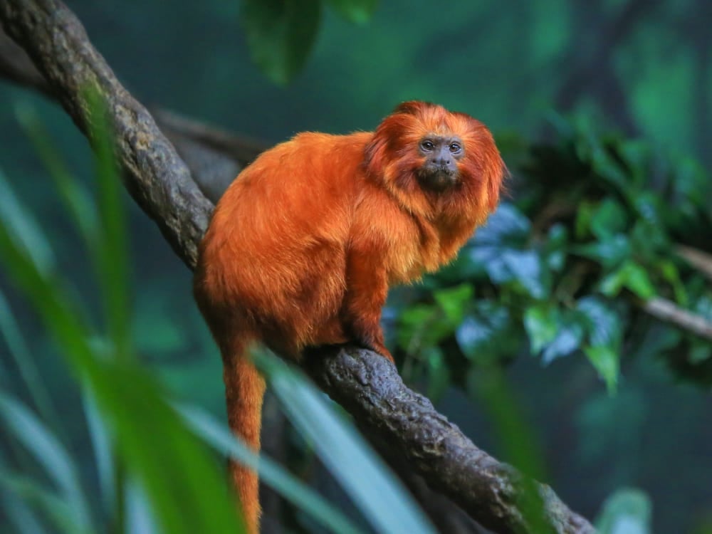 A golden lion tamarin with bright orange fur sits on a branch in the Atlantic Forest. A golden lion tamarin with bright orange fur sits on a branch in the Atlantic Forest.