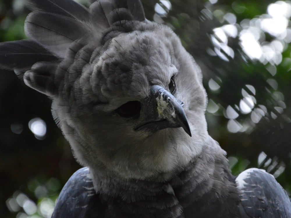 A close-up of a harpy eagle with dark grey feathers and vertical plumes on its head. A close-up of a harpy eagle with dark grey feathers and vertical plumes on its head.
