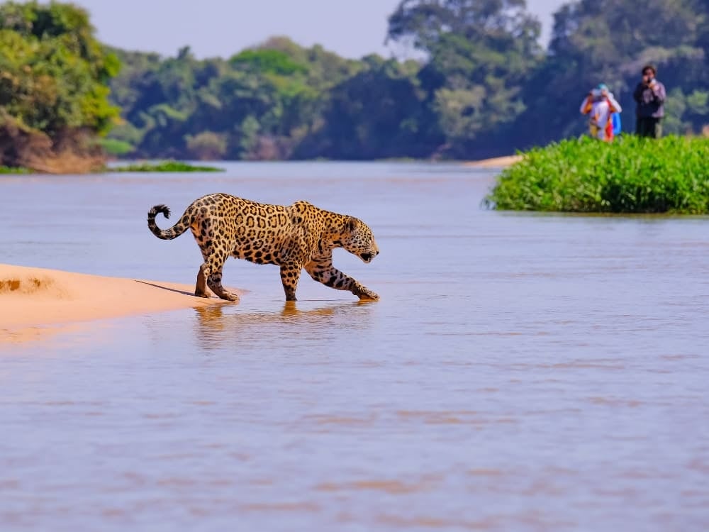 A jaguar walks carefully through the shallow waters of a river while tourists observe from the riverbank during a Pantanal tour. A jaguar walks carefully through the shallow waters of a river while tourists observe from the riverbank during a Pantanal tour.