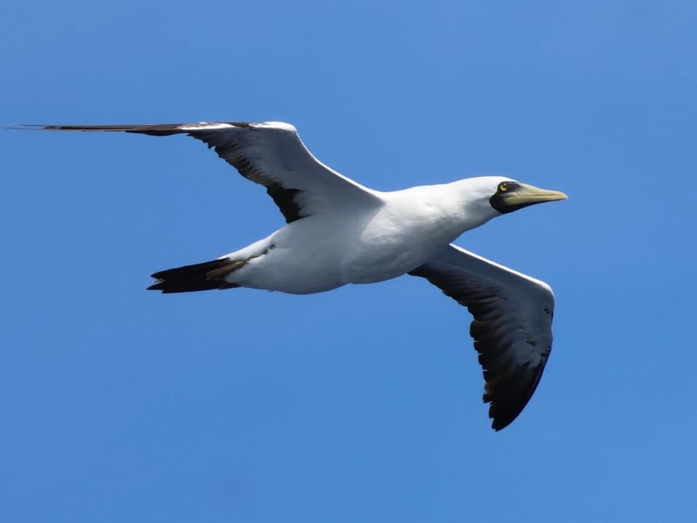 A masked booby seabird with white feathers and a black mask around its orange beak glides through the air. A masked booby seabird with white feathers and a black mask around its orange beak glides through the air.
