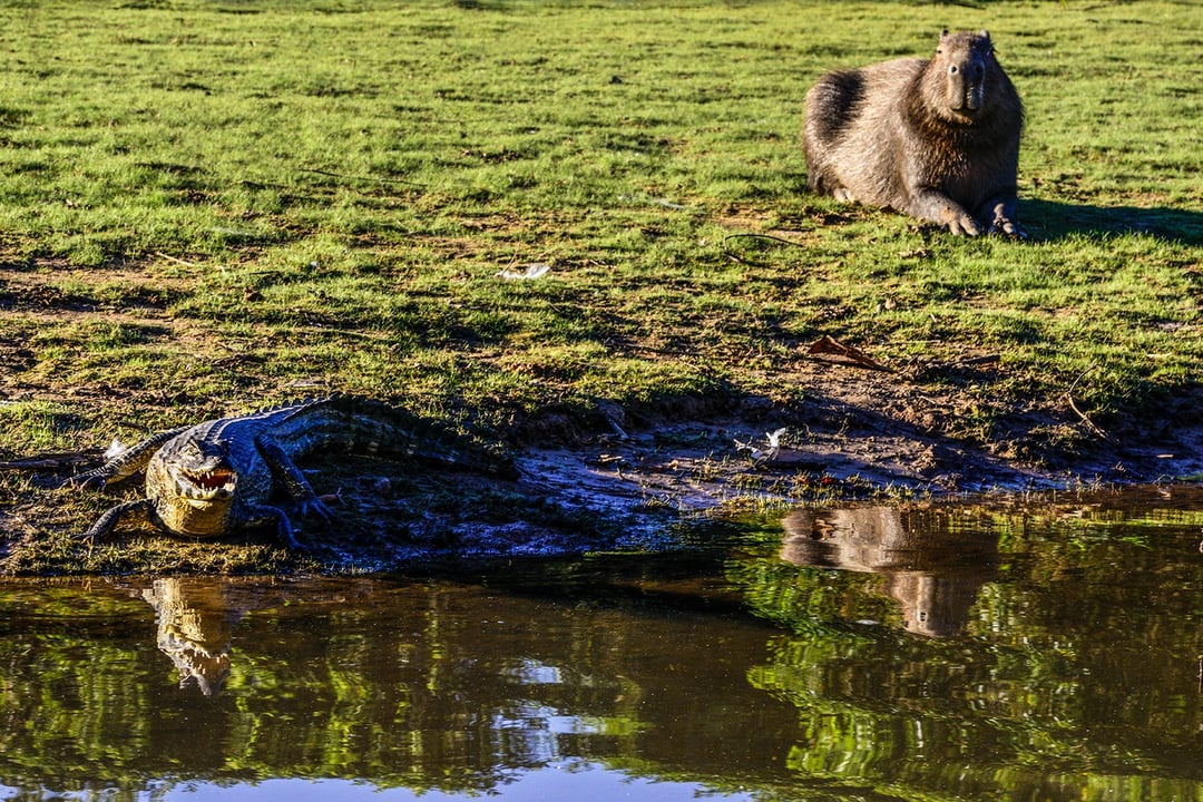 A capybara resting on the grass near a caiman by the water's edge, typical of the diverse wildlife in the Pantanal wetlands. A capybara resting on the grass near a caiman by the water's edge, typical of the diverse wildlife in the Pantanal wetlands.