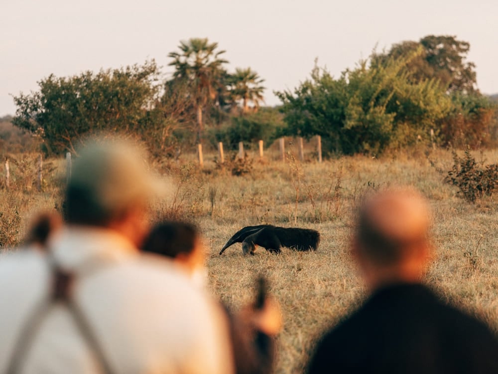 Two blurred photographers in the foreground capture a giant anteater walking through low vegetation during a Pantanal photo tour. Two blurred photographers in the foreground capture a giant anteater walking through low vegetation during a Pantanal photo tour.
