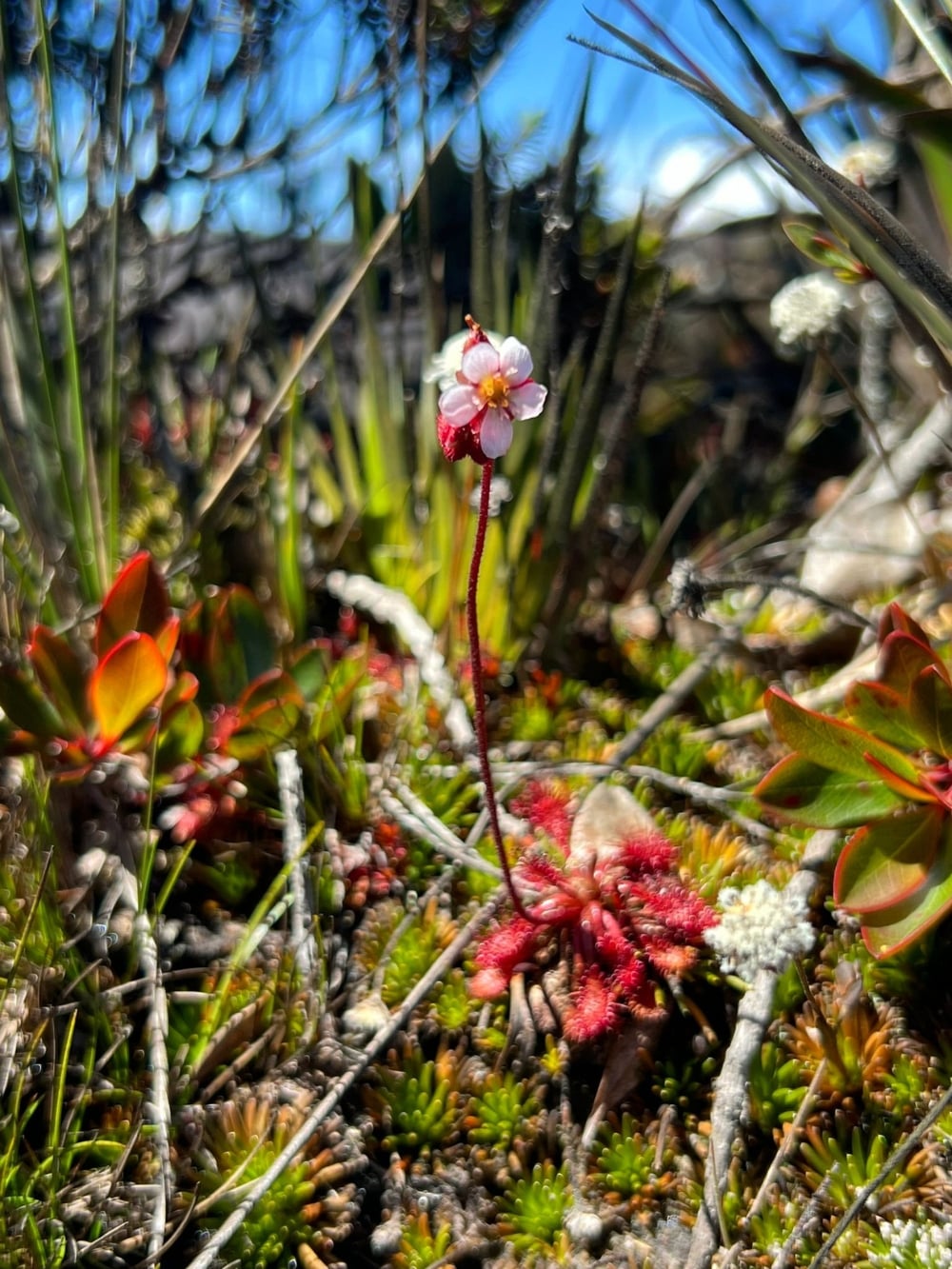 A delicate pink and white flower with a red stem grows among low-lying green and reddish vegetation on Mount Roraima. A delicate pink and white flower with a red stem grows among low-lying green and reddish vegetation on Mount Roraima.