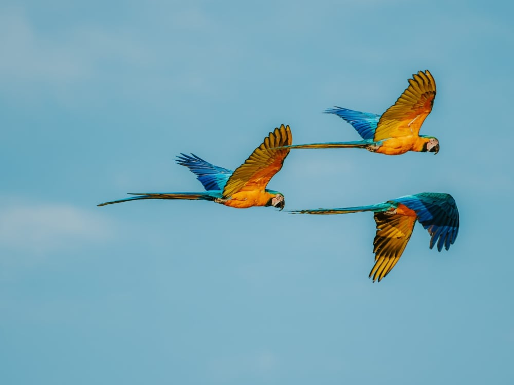 Three colorful macaws flying together across a blue sky during a wildlife observation tour in Brazil. Three colorful macaws flying together across a blue sky during a wildlife observation tour in Brazil.