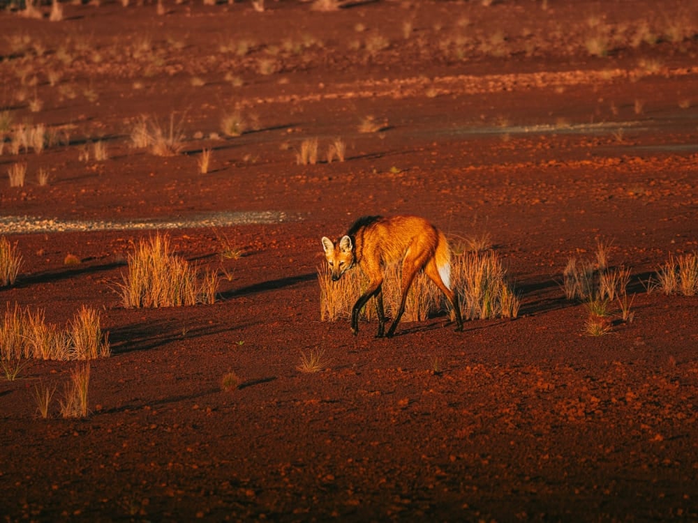 A large maned wolf walking through the dry grass of the Brazilian savanna under the soft late afternoon light. A large maned wolf walking through the dry grass of the Brazilian savanna under the soft late afternoon light.