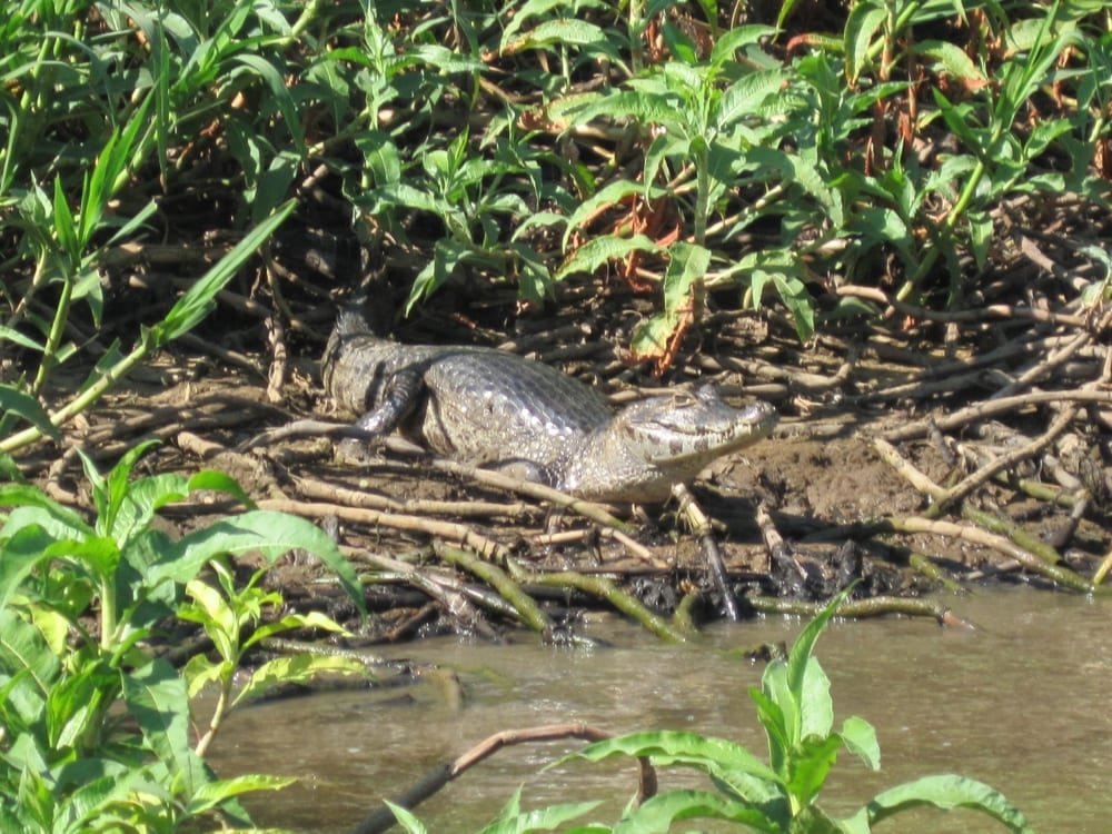 A wild caiman rests on a muddy riverbank surrounded by green foliage, showcasing the rich biodiversity found on Brazilian ecotourism tours. A wild caiman rests on a muddy riverbank surrounded by green foliage, showcasing the rich biodiversity found on Brazilian ecotourism tours.