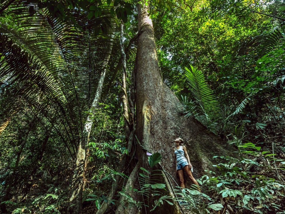 Woman standing and admiring the giant and imposing trunk of an ancient tree amidst the dense green vegetation of the Amazon Rainforest. Woman standing and admiring the giant and imposing trunk of an ancient tree amidst the dense green vegetation of the Amazon Rainforest.