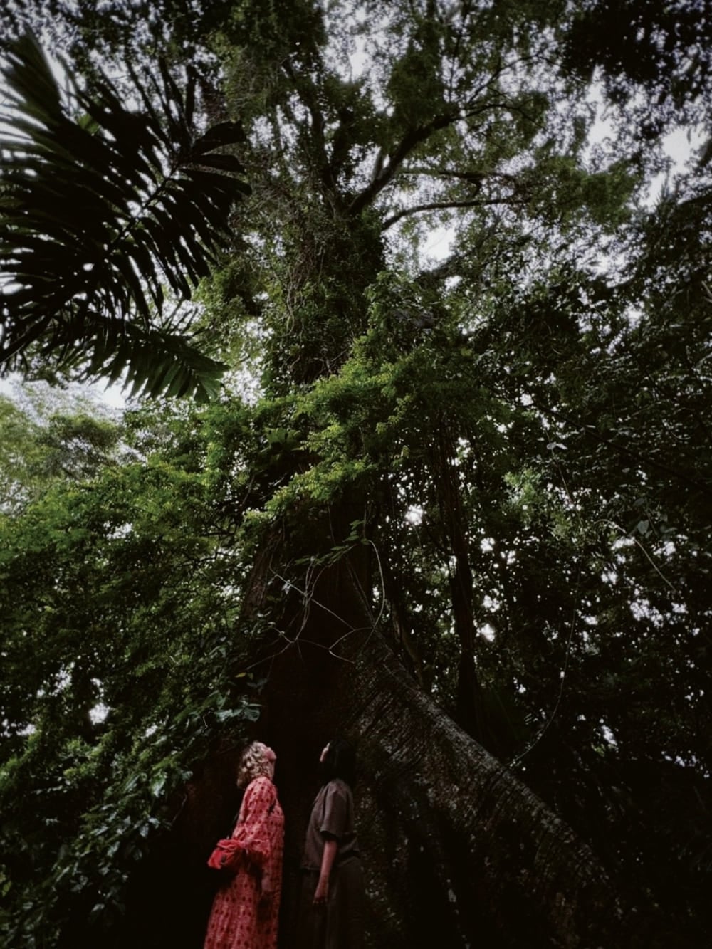 Bottom-up view of an imposing tree trunk in the Amazon, with sunlight shining through the canopy leaves. Two women stand at the base of a massive Amazonian tree, looking up at the imposing trunk and thick green canopy towering above them.