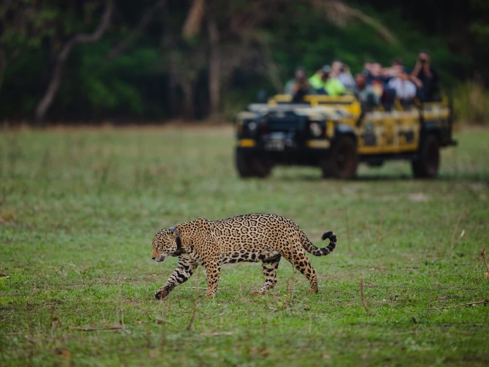 A jaguar walking across a grassy plain in the Pantanal while a group of tourists watches from a yellow safari vehicle as part of the Onçafari Project. A jaguar walking across a grassy plain in the Pantanal while a group of tourists watches from a yellow safari vehicle as part of the Onçafari Project.