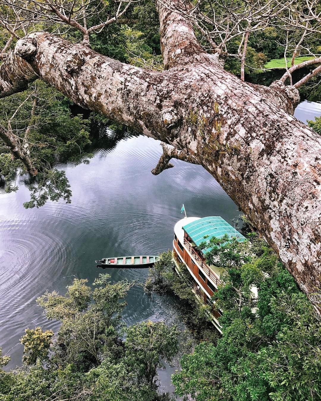 The forest frames its own postcard, no filter needed. Bird's-eye view through the massive lichen-covered trunk of a giant rainforest tree, framing a dark river below with a wooden river cruise boat and a small dugout canoe moored at the forest edge