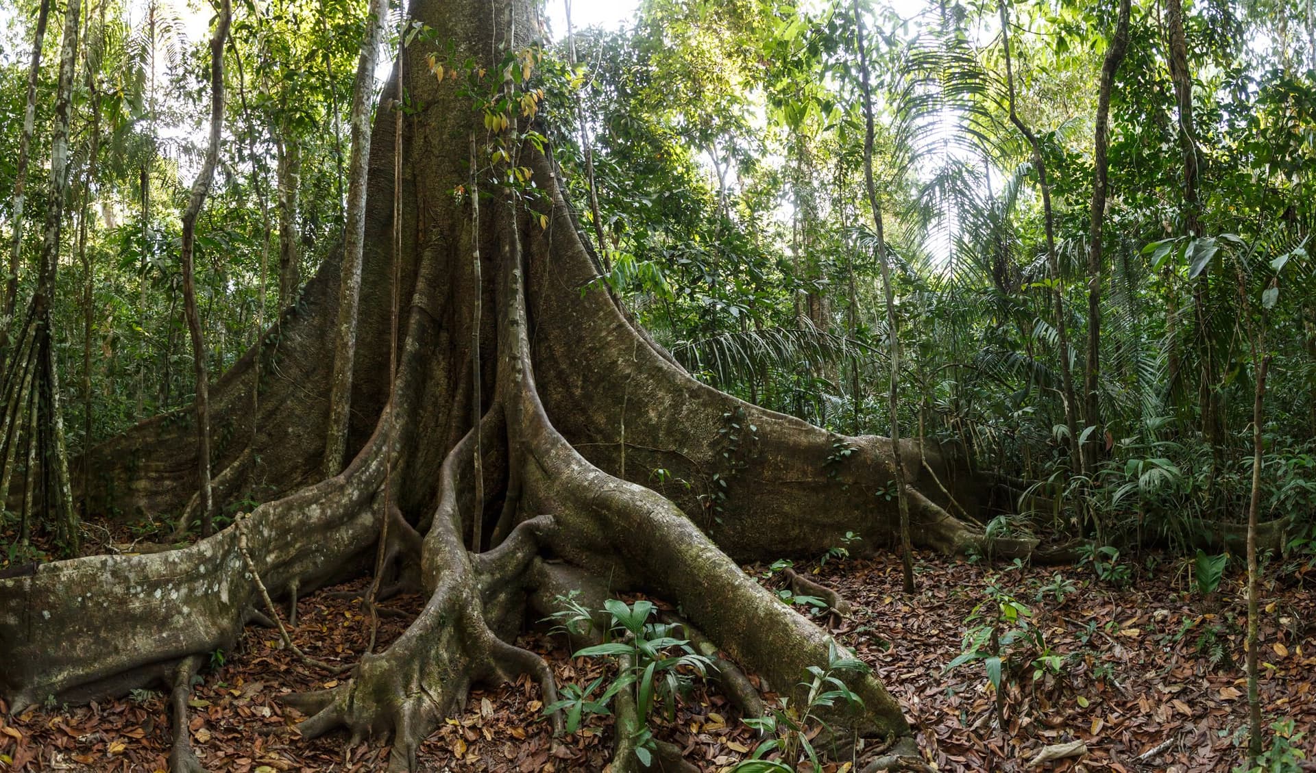 Amazon Turtle Lodge: 5-day Amazon Rainforest Holiday in Brazil Amazon Turtle Lodge: 5-day Amazon Rainforest Holiday in Brazil
