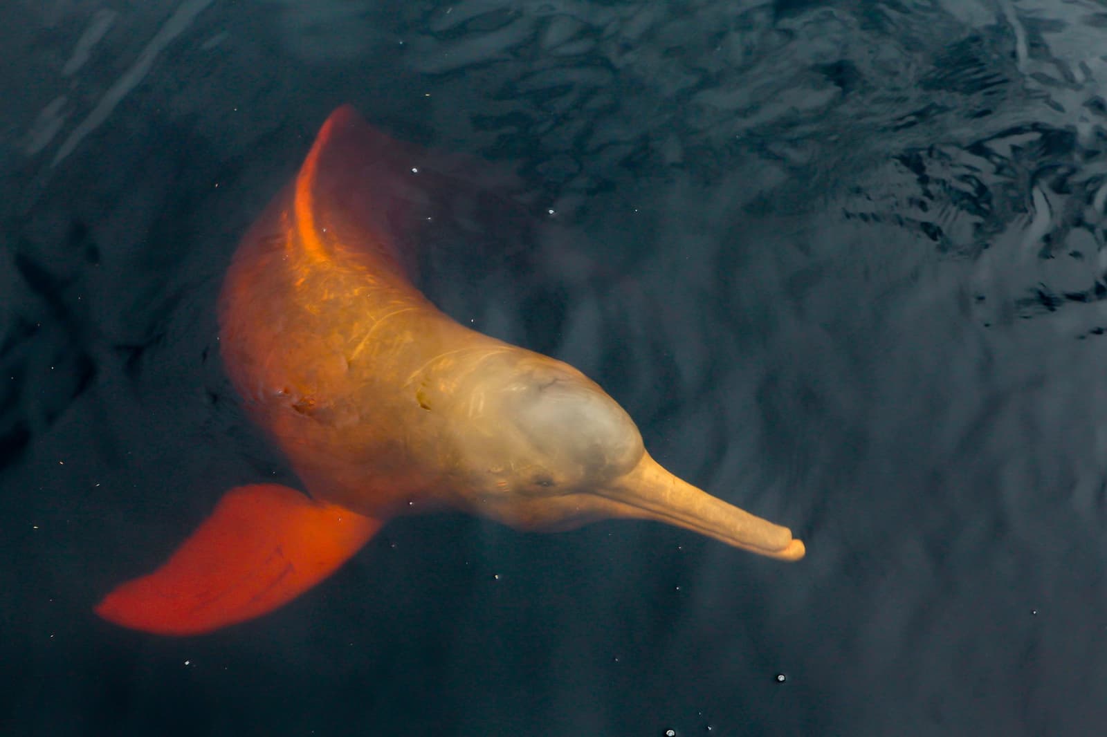 Boto vermelho: the Amazon's most charismatic local, checking you out from below. Photo: Paralaxis A pink river dolphin seen from above just beneath the dark water surface during an amazon river cruise in Brazil, its warm orange-pink coloring vivid against the black Rio Negro waters
