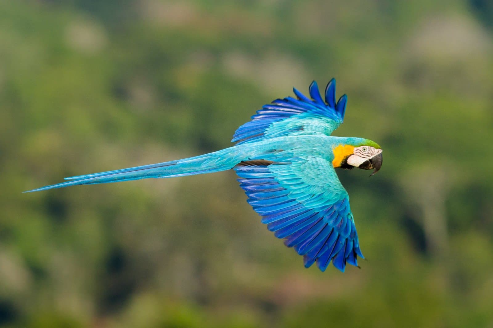Full wingspan, zero hesitation. This one knows exactly where it's going. Photo: Jorge Lopes A blue-and-yellow macaw in full wingspread flight during birdwatching in the Amazon rainforest, its turquoise and cobalt feathers fanned wide against a soft green canopy backdrop