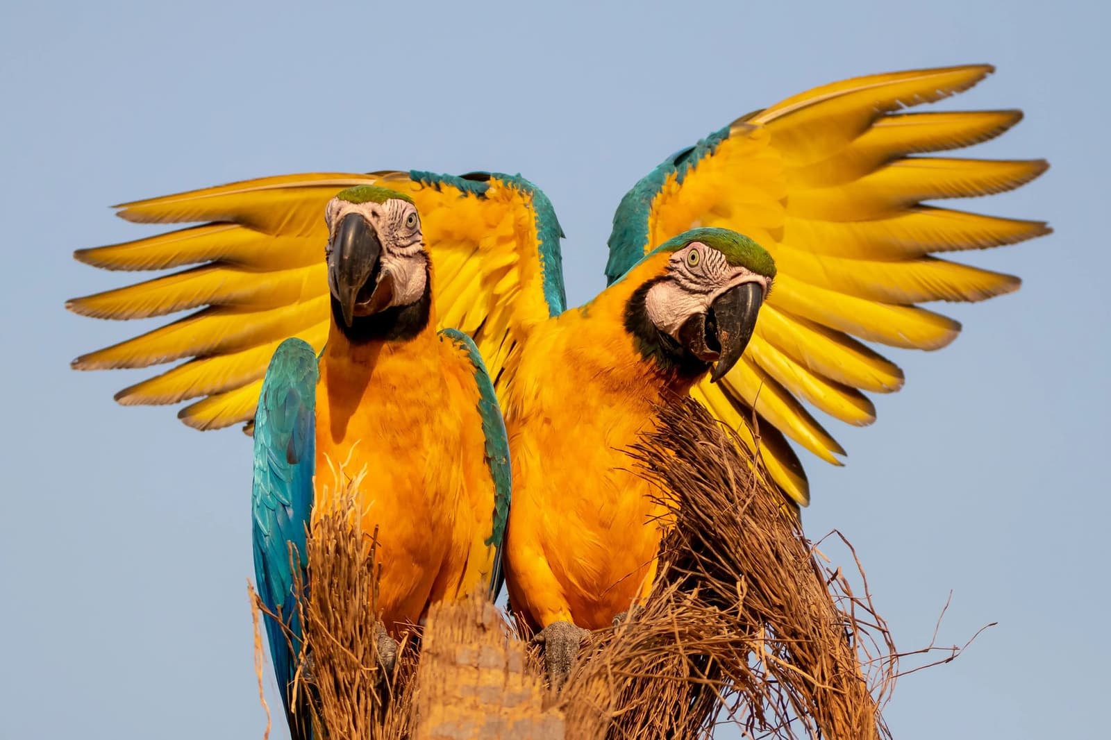 One showing off, one playing it cool. Classic macaw energy. Photo: Rafael Ferraz Two blue-and-yellow macaws perched on a palm stump, one with wings fully spread against a pale blue sky, captured during birdwatching in the Amazon rainforest