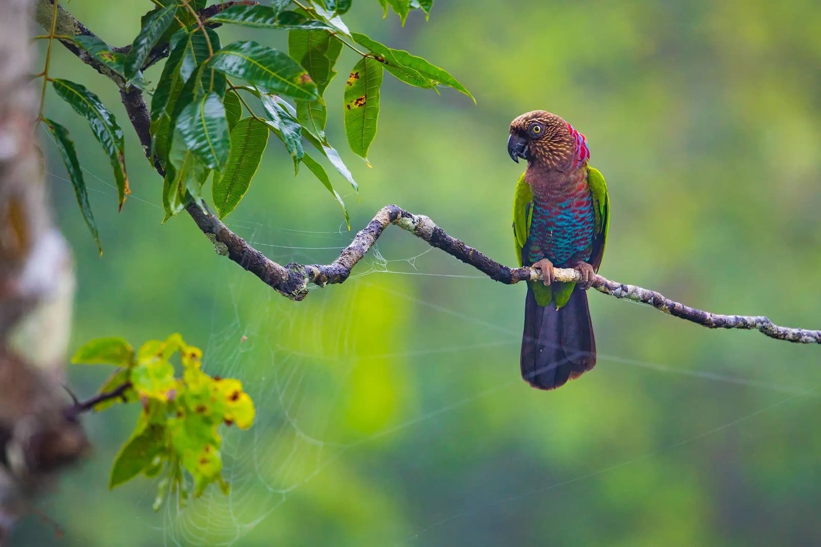 That eye is judging you, and honestly, fair enough. A vividly colored parrot with a brown scalloped head, red nape, turquoise and green breast, and dark tail perches on a bare branch surrounded by soft green foliage during birdwatching in the amazon rainforest