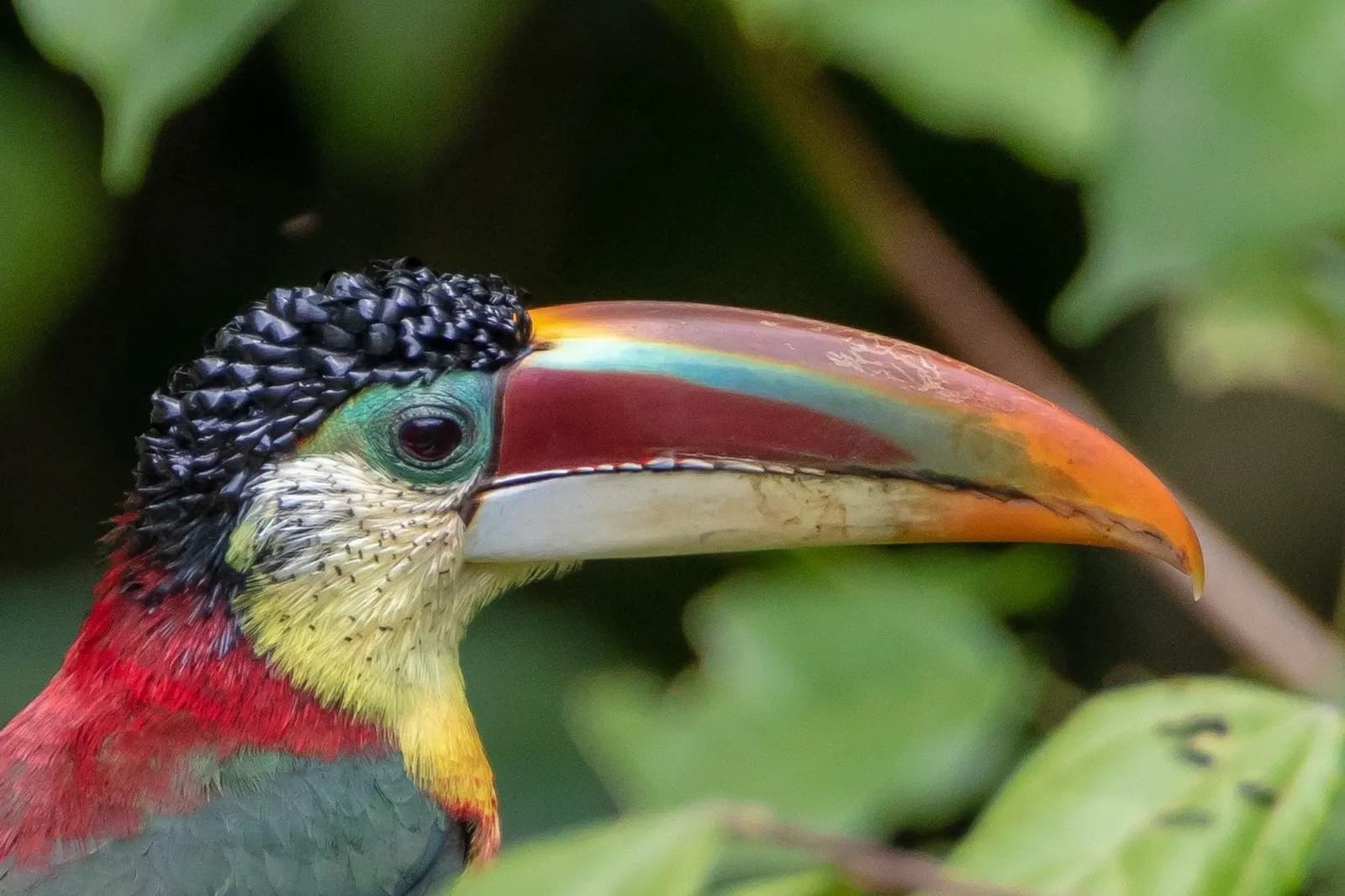 That bill is not showing off. It just looks like that all the time. Photo: Rafael Ferraz Close-up portrait of a curl-crested aracari showing its multicolored bill with orange, red, and teal bands, green facial skin, black curly crown feathers, and red-and-yellow breast plumage, amid blurred green foliage — a striking sighting during birdwatching in the amazon rainforest