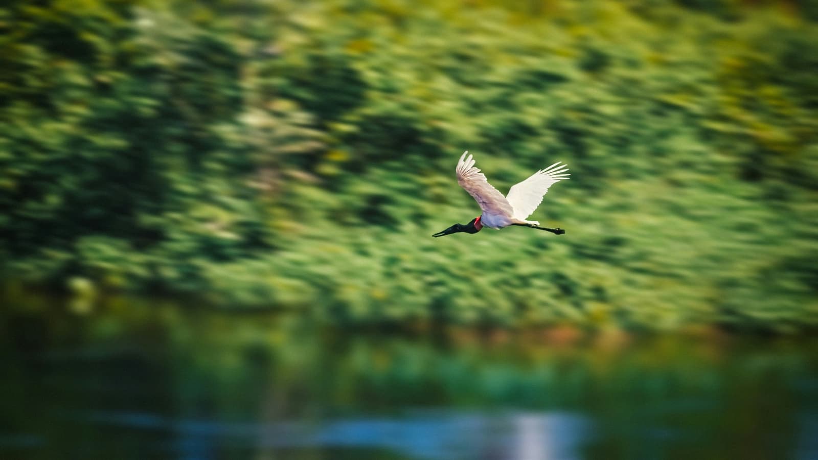 The Pantanal's tallest bird, owning the sky like it has nowhere to be. A jabiru stork in full flight over the Miranda River on a budget Pantanal tour, white wings spread wide against a blur of green riparian forest and blue water below