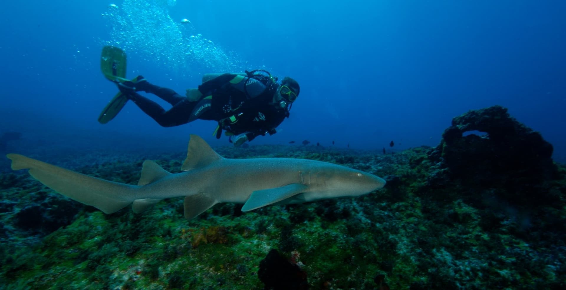 2-Day Diving Package in Fernando de Noronha 2-Day Diving Package in Fernando de Noronha
