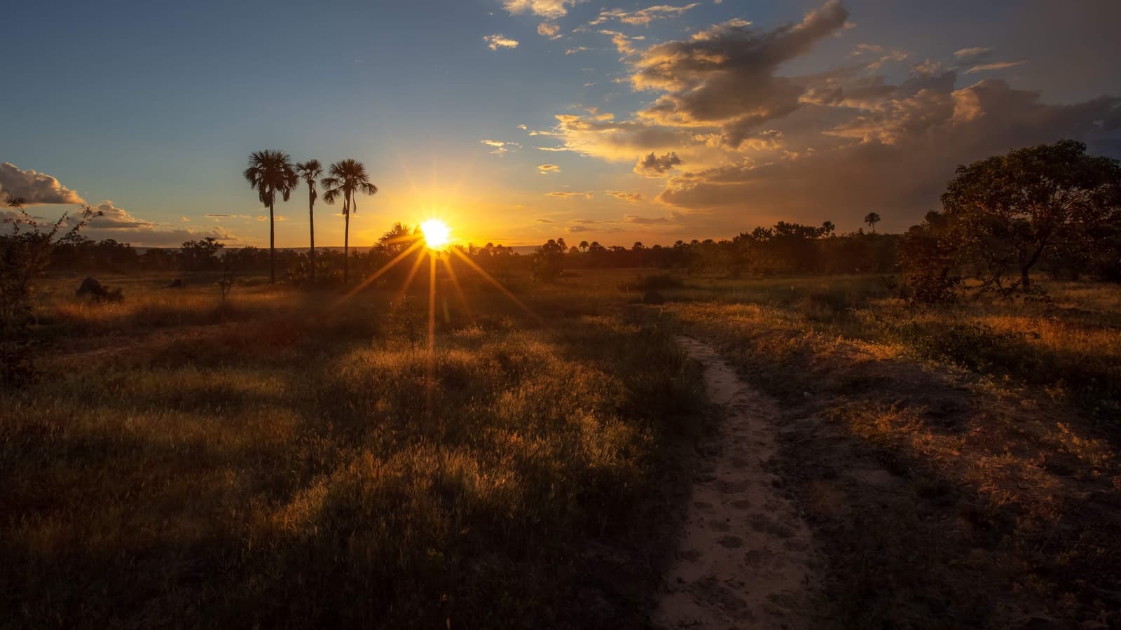 Last light on the cerrado, and the trail still has one more story to tell. Photo: Alberto Andrich A sandy dirt trail cuts through golden cerrado grassland at sunset, with buriti palms silhouetted against a warm orange sky during a Jalapão trekking journey