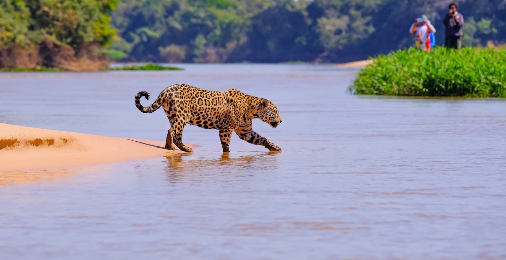 Pantanal Jaguar Photography Tour: 6-Day Wildlife Safari Pantanal Jaguar Photography Tour: 6-Day Wildlife Safari