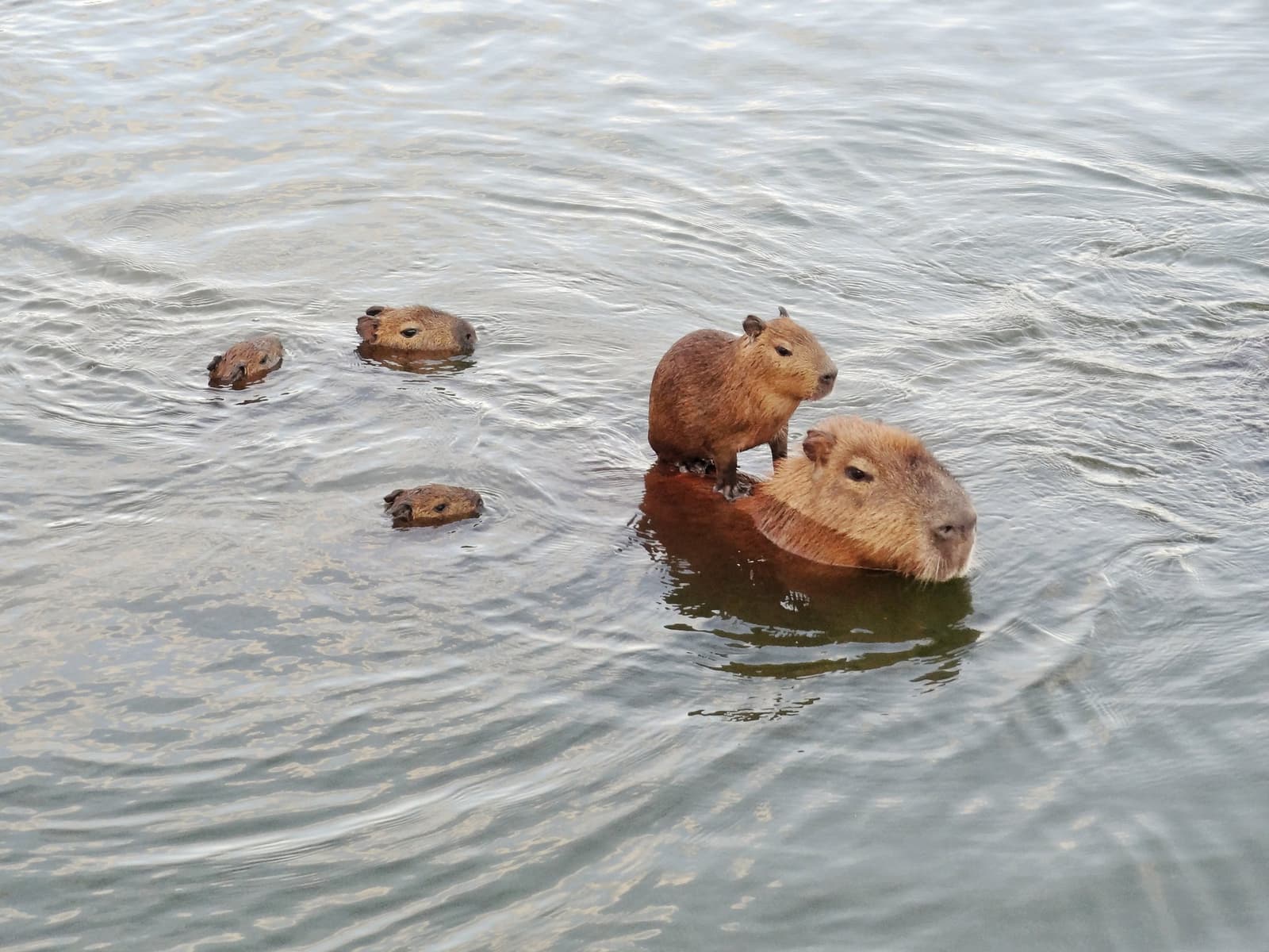 Pup on mum's back, nose above water, full family crossing, no drama. Photo: Yuina Takase A group of capybaras swimming across open water on a southern pantanal safari, with a young pup riding on an adult's back while three others swim nearby