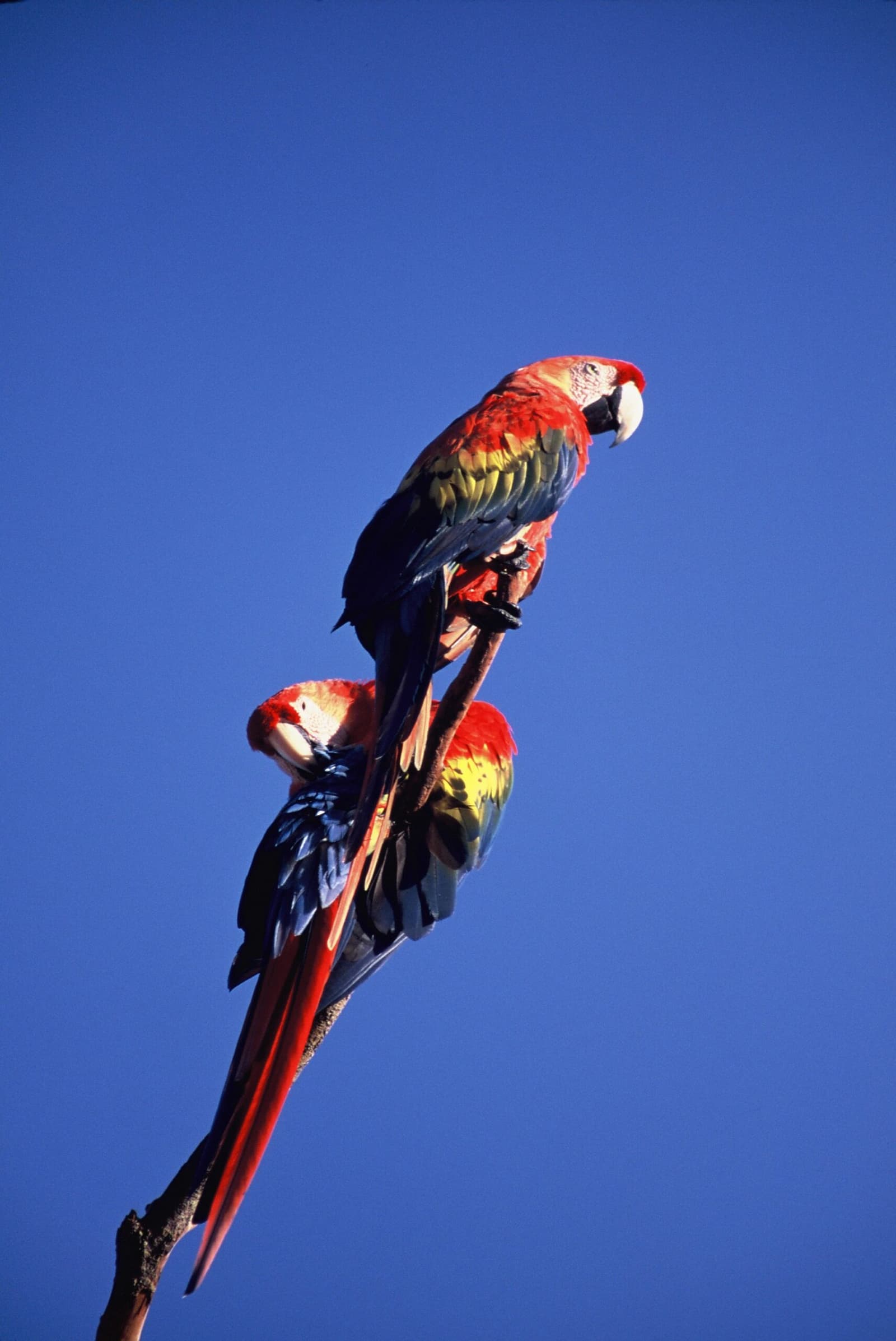 Two scarlet macaws, one branch, zero personal space, and neither seems to mind. Photo: Scarlet Macaw Two scarlet macaws with vivid red, yellow, and blue plumage perched together on a bare branch against a clear blue sky, spotted on the tucano amazon river cruise
