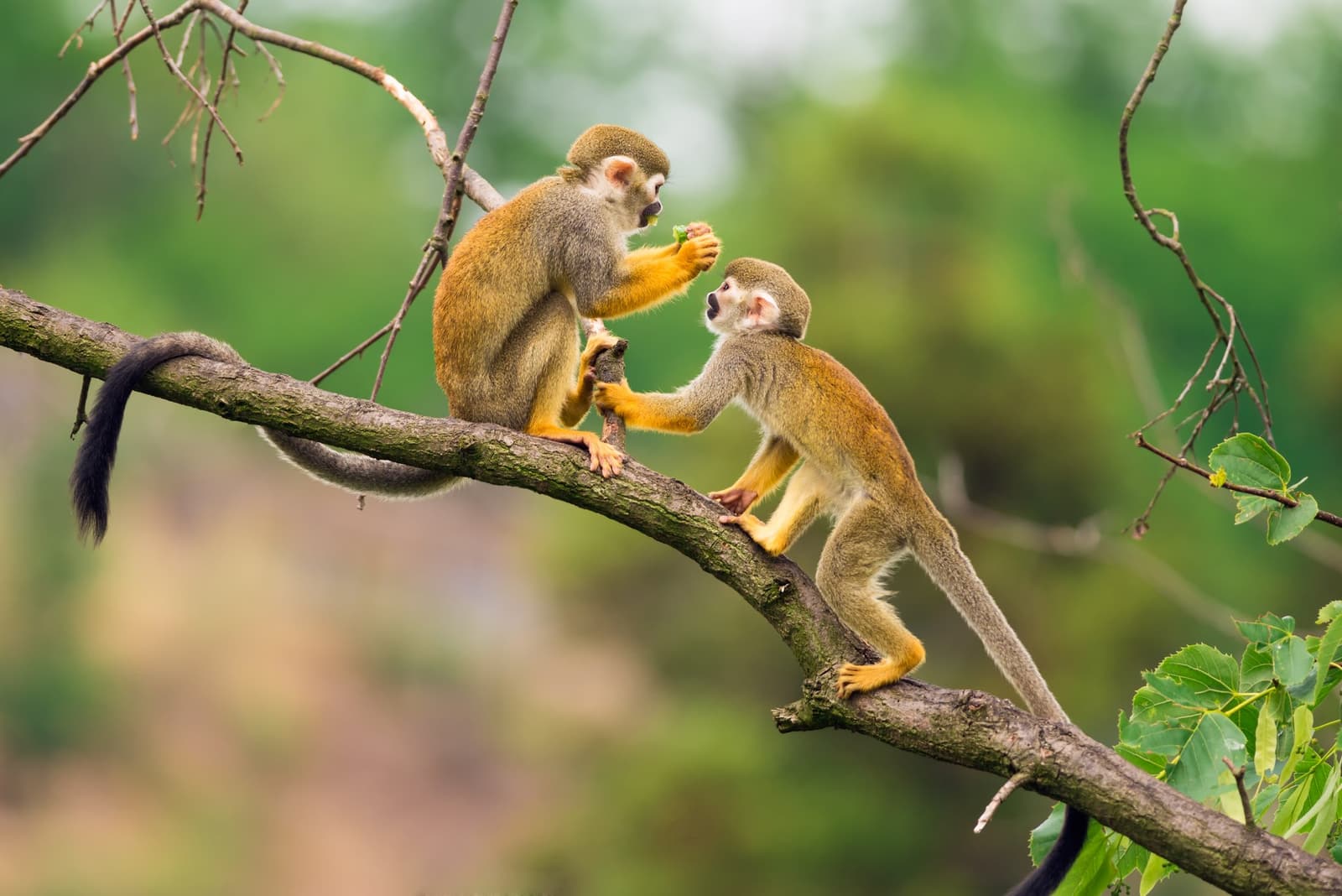 Negotiations over a snack: the monkeys have been at this longer than you. Photo: miroslav_1 Two squirrel monkeys face each other on a tree branch in a lush green forest, one reaching toward the other as they interact over a small piece of food — a close-up wildlife moment at an Amazon boutique lodge