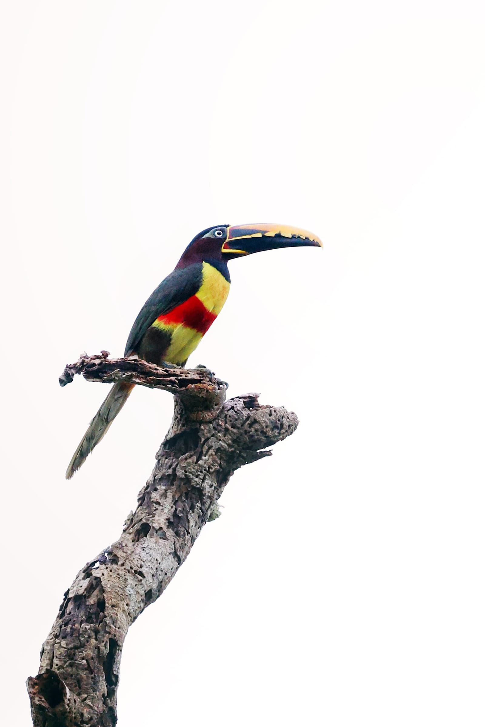 Small bird, big personality, this aracari owns every branch it lands on. A brilliantly coloured aracari with a vivid yellow, red and dark plumage perched on a bare dead branch against a pale sky, spotted during an amazon turtle lodge rainforest excursion