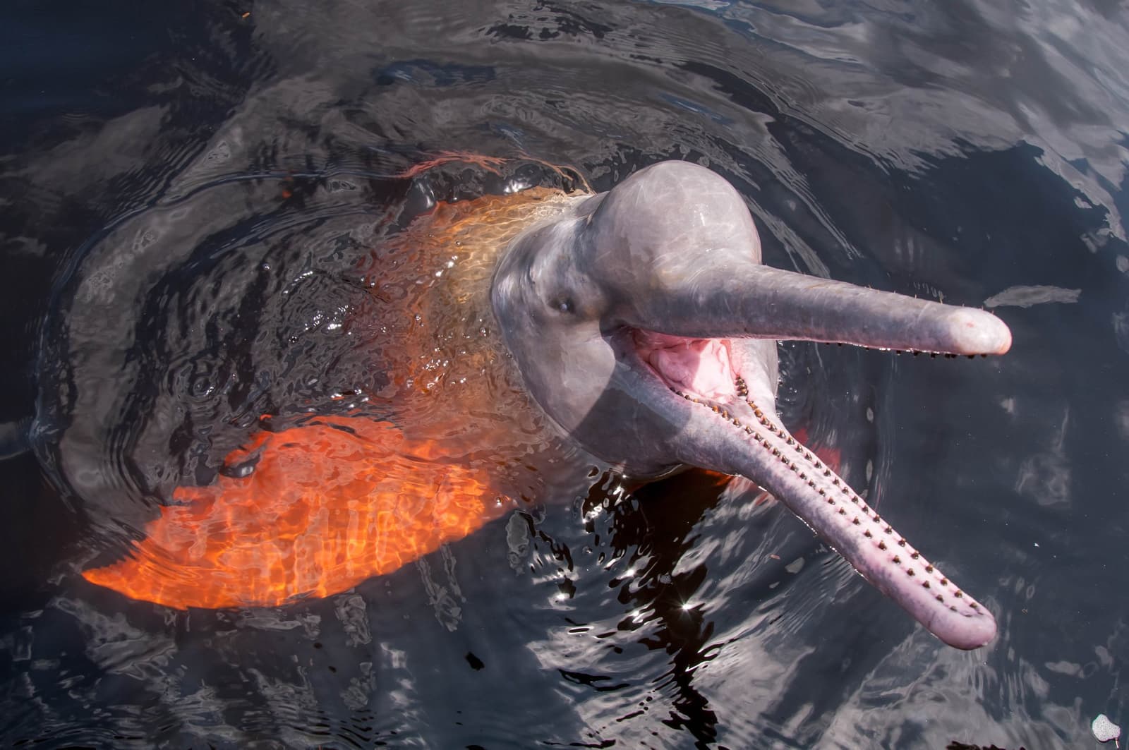 The boto comes up to say hello, on its own terms. A pink river dolphin lifts its long spotted beak above the dark tannin-stained water near the Amazon Turtle Lodge, mouth open wide, its pale body glowing against amber reflections on the surface