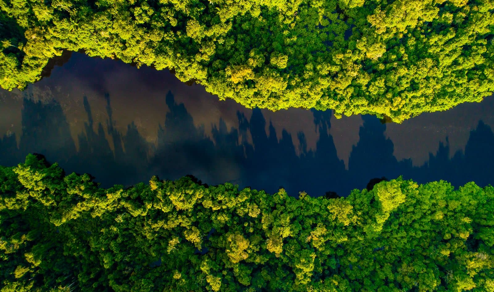 From up here, the forest reminds you just how small the boat below really is. Photo: João Paulo Krajewski Aerial top-down view of a dark-water river channel winding through dense green rainforest canopy, ideal for birdwatching in the amazon rainforest