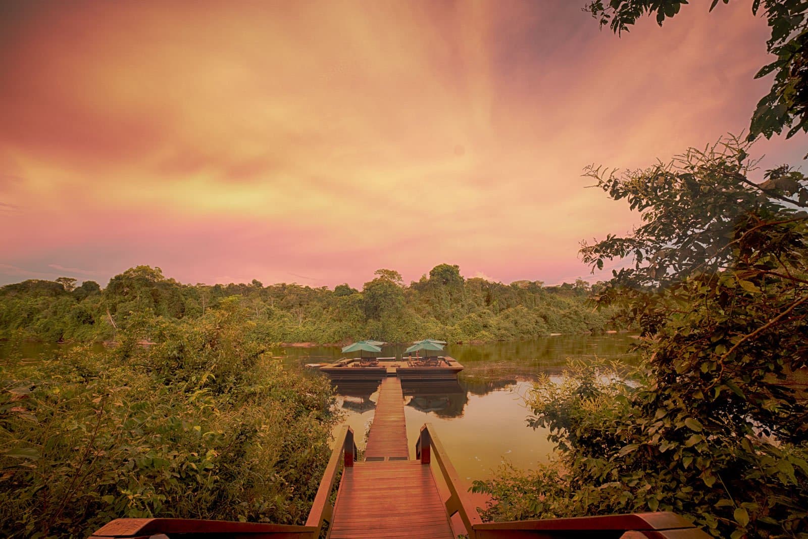 Sundowners on the floating deck, with the forest still humming around you. Photo: Samuel Melim A wooden walkway leads down through dense rainforest vegetation to a floating deck with teal umbrellas and lounge chairs on a calm river, under a vivid pink and amber sunset sky — the perfect end to a day of birdwatching in the Amazon rainforest.