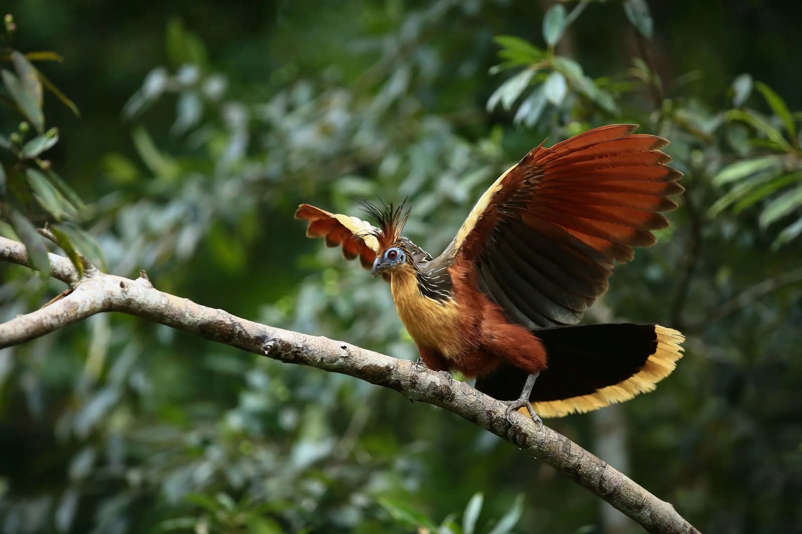 A bird that looks like it was designed by a committee, and somehow it works. A hoatzin perched on a branch with wings fully spread, showing chestnut, buff, and black plumage and a spiky crest, surrounded by green rainforest foliage — a striking encounter for birdwatching in the amazon rainforest