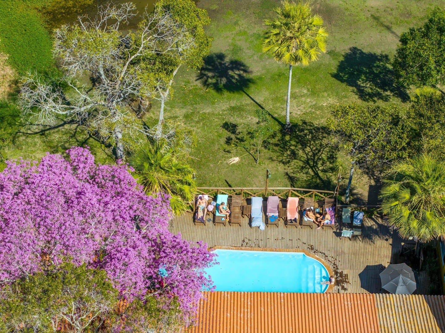 Afternoons here have a way of slowing right down. Aerial view of a budget Pantanal tour lodge pool deck with guests on sun loungers, surrounded by palm trees, green lawns, and a vivid purple-flowering tree in bloom