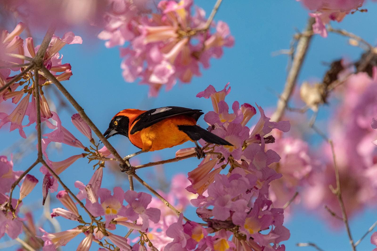 Even the birds here dress for the occasion. A vivid orange-and-black oriole perches on a branch among pink ipê blossoms against a blue sky, spotted during a budget Pantanal tour wildlife outing