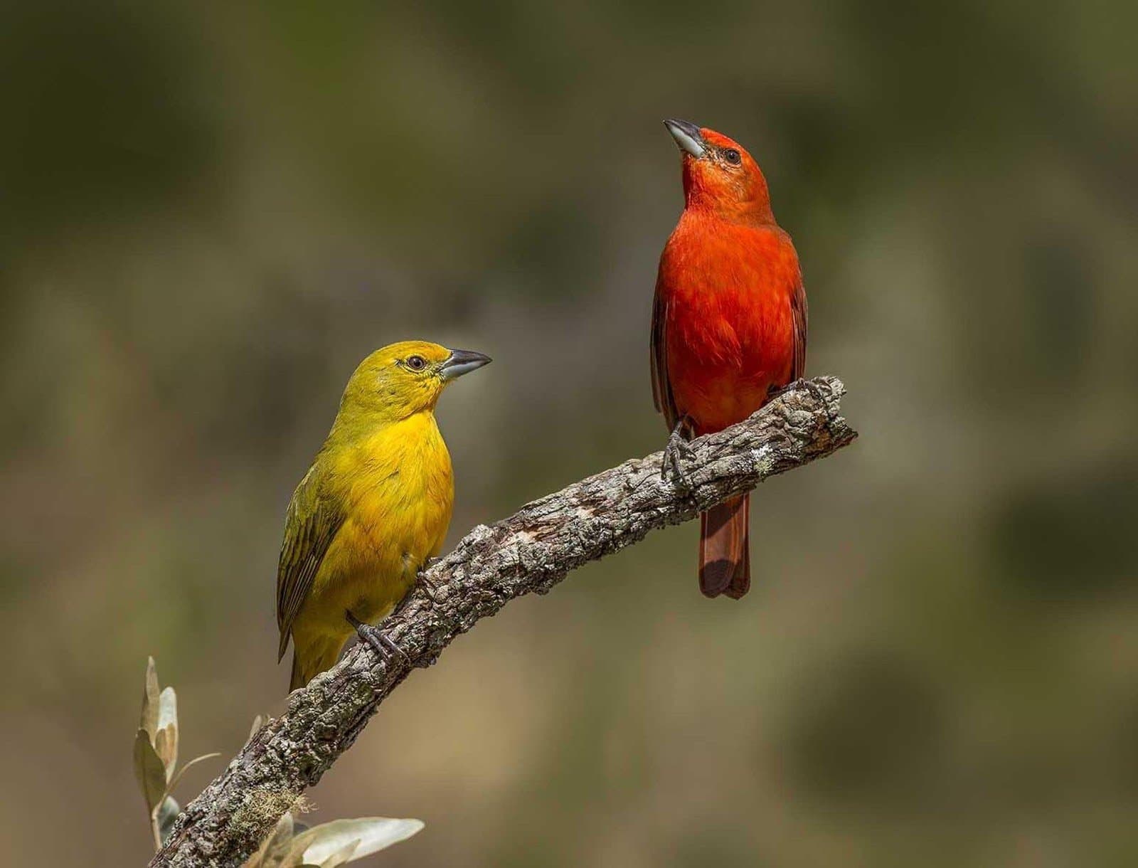 Two birds, zero agreement on who wore it better. A vivid red tanager and a golden-yellow tanager perched side by side on a bare branch against a soft green cerrado background, spotted during a Jalapão trekking experience.