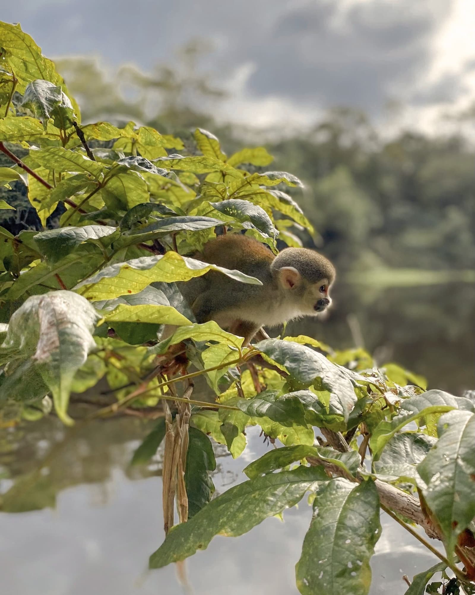 Tiny, quick, and absolutely unbothered by your camera. A small squirrel monkey perches alert among sun-lit green leaves overhanging a dark river, with forest canopy visible in the background near Mirante do Gavião