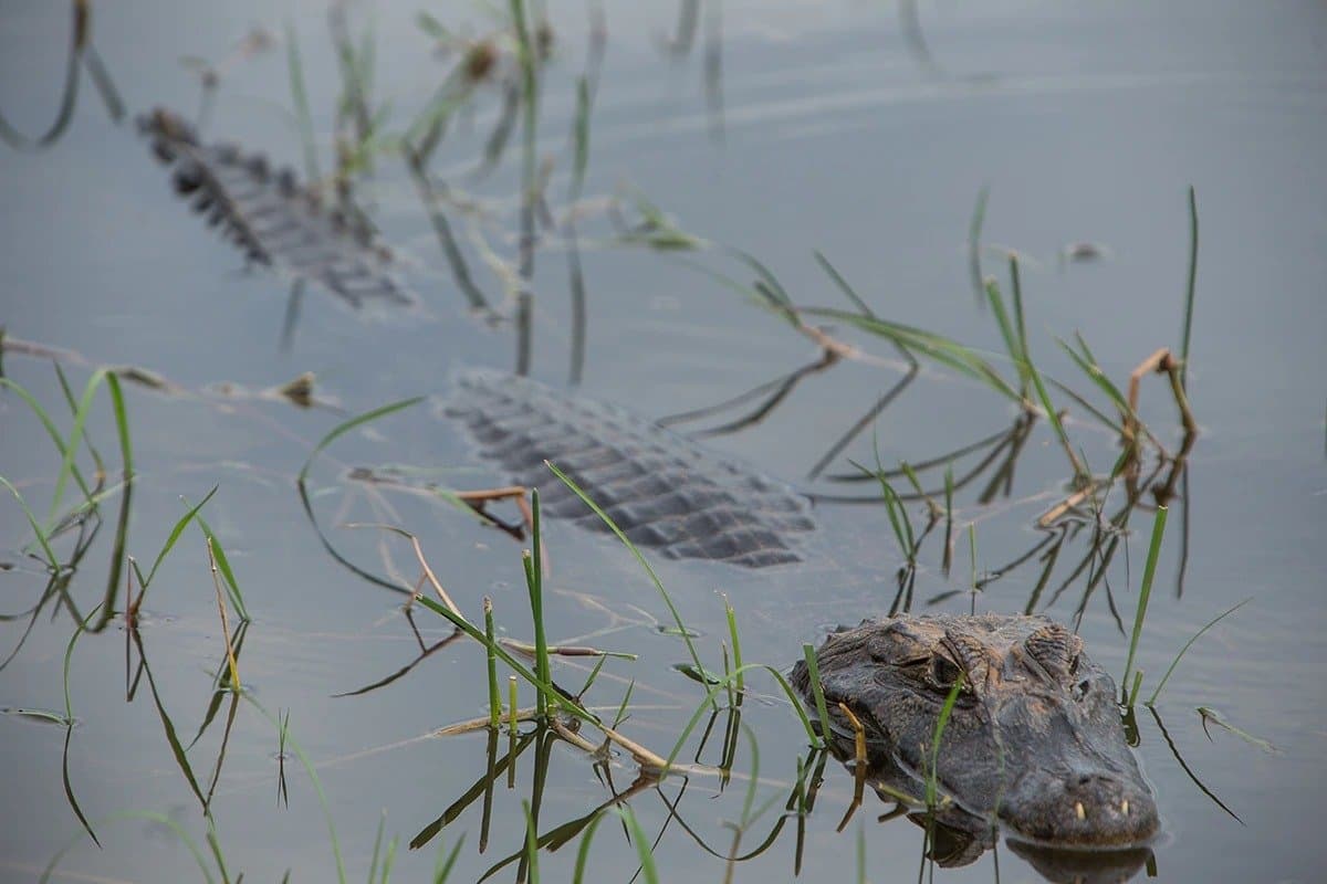 Patience perfected over 80 million years, right there in the reeds. A caiman lying almost fully submerged in shallow water among green grass stems on a Pantanal Jaguar Photography Tour, its rugged head and scaly back just visible above the surface