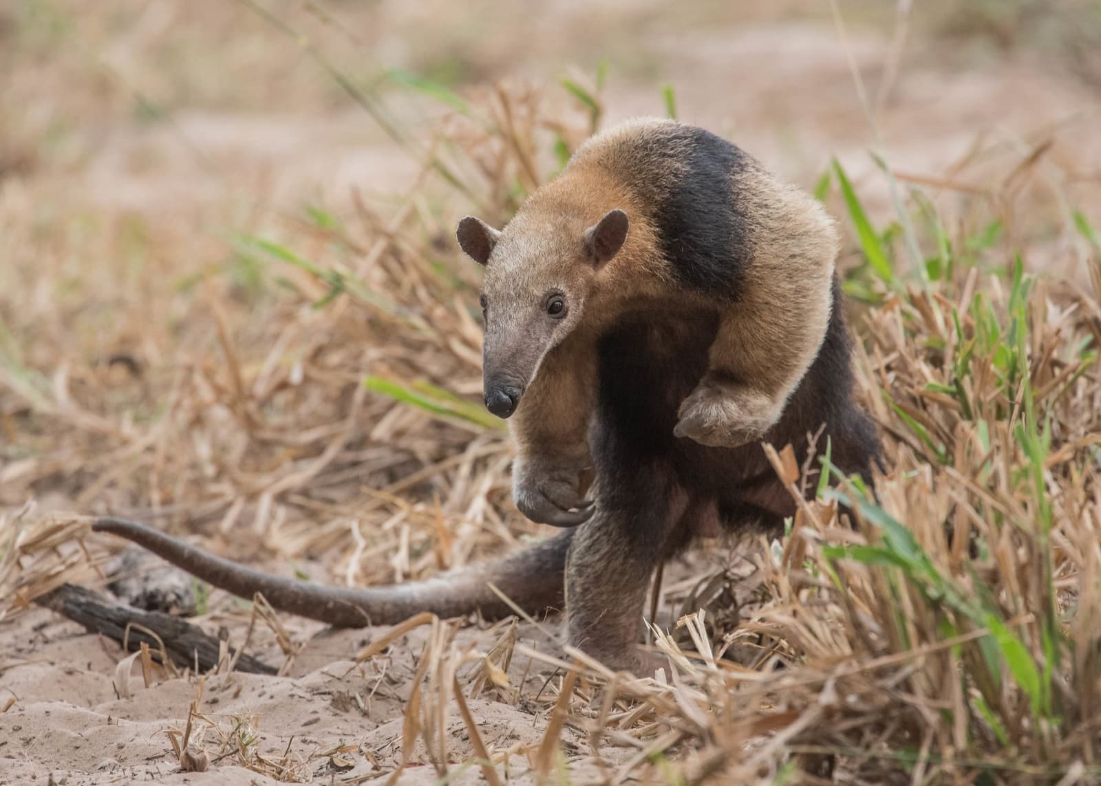 Small but purposeful, the tamandua has places to be and ants to find. A southern tamandua standing upright on sandy ground with dry grass, photographed on a Pantanal Jaguar Photography Tour