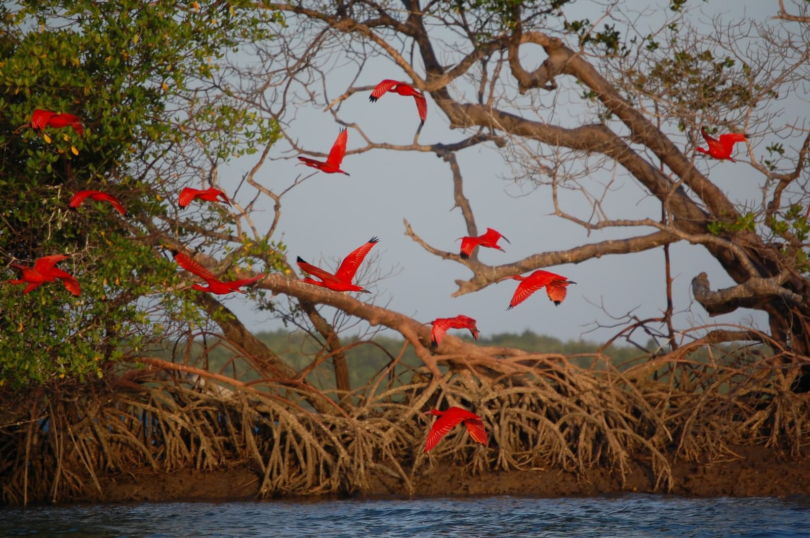 Dozens of wings, one impossible shade of red, and the mangroves doing their best to keep up. Photo 2
