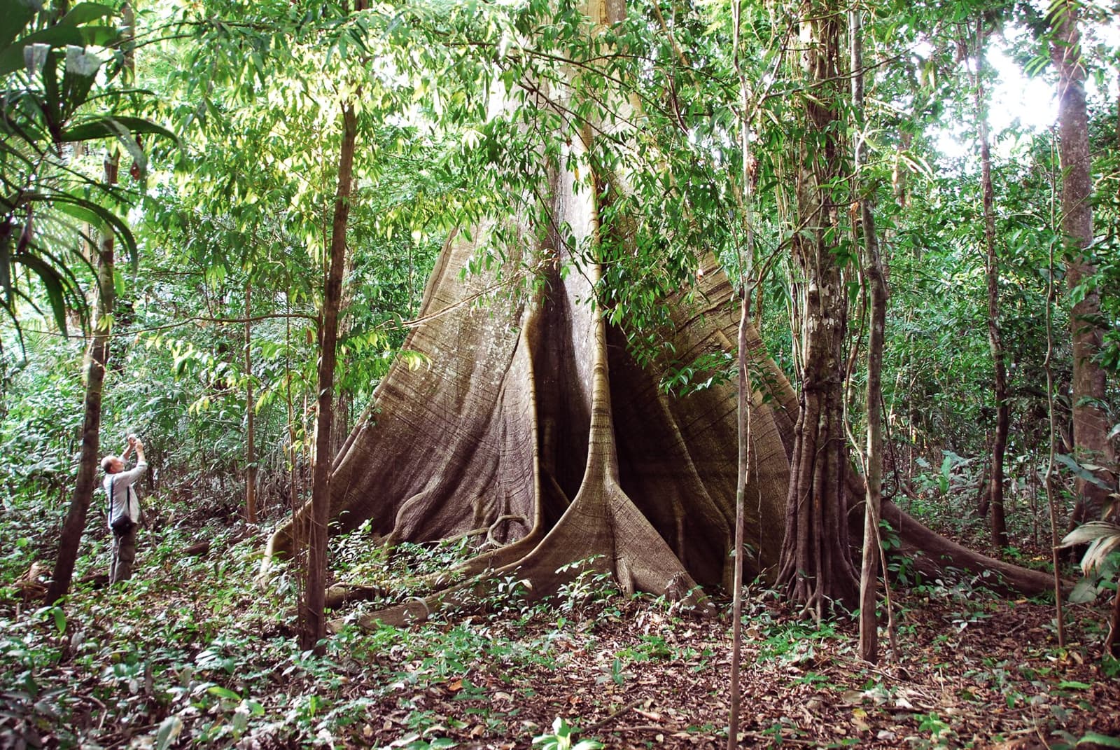 Some trees in the Amazon don't just grow, they architect. A visitor photographs a massive rainforest tree with towering buttress roots during a tucano amazon river cruise forest hike, dwarfed by the sculptural wooden fins rising several metres from the jungle floor