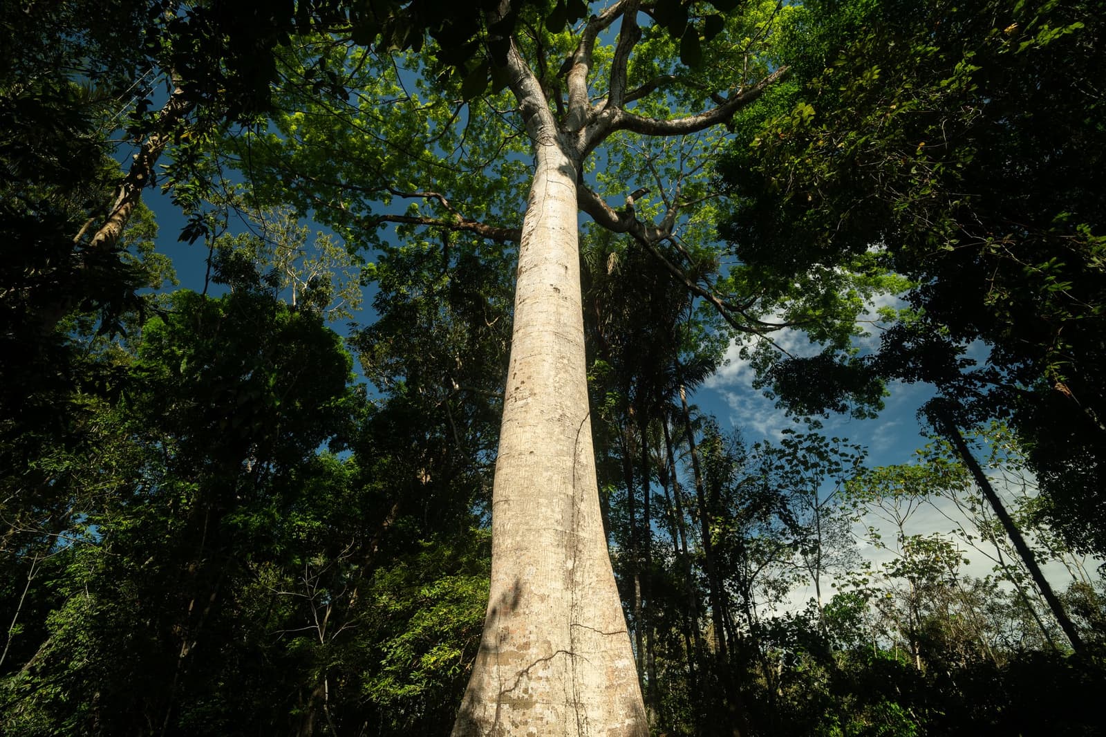Craning your neck straight up and still not finding the top, classic Amazon. Upward-looking view of a tall, smooth-barked emergent tree rising above the dense rainforest canopy on the tucano amazon river cruise, with blue sky visible through the treetops