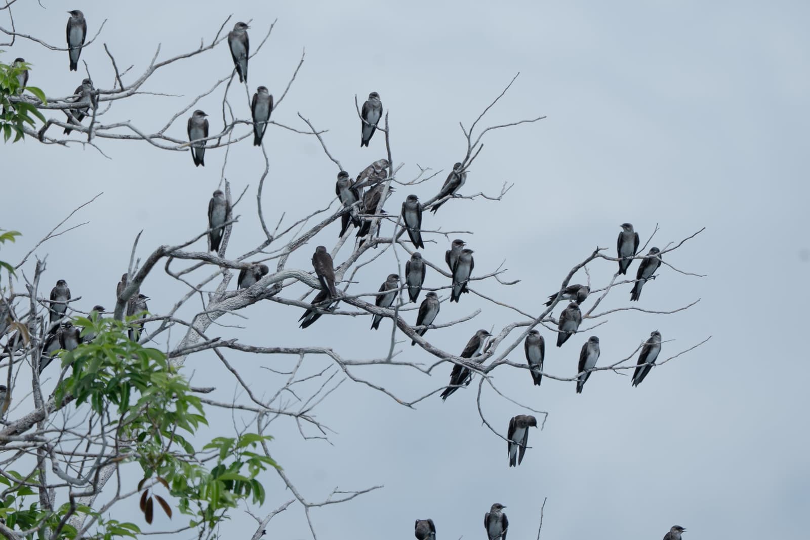 Dozens of them, one tree, zero personal space, and not one seems to mind. A large flock of small dark-and-white swallows perched on the bare branches of a dead tree against an overcast sky during the Tucano Amazon river cruise